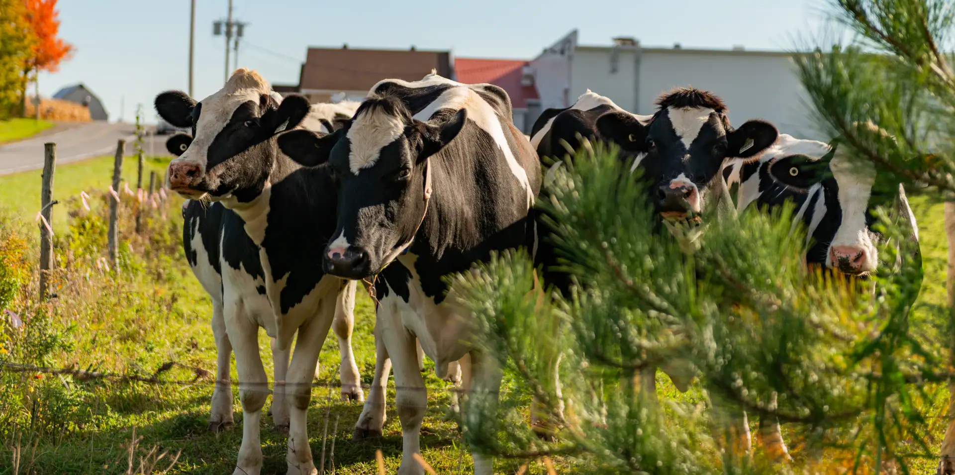 Vaches près de la fromageire